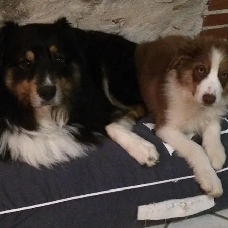 Domaine 3 Soleils Bed and Breakfast Labastide-de-Lévis